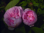 Muscosa